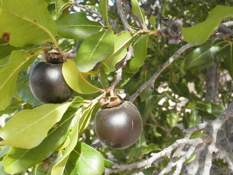 Слика од Diospyros californica (Brandegee) I. M. Johnst.