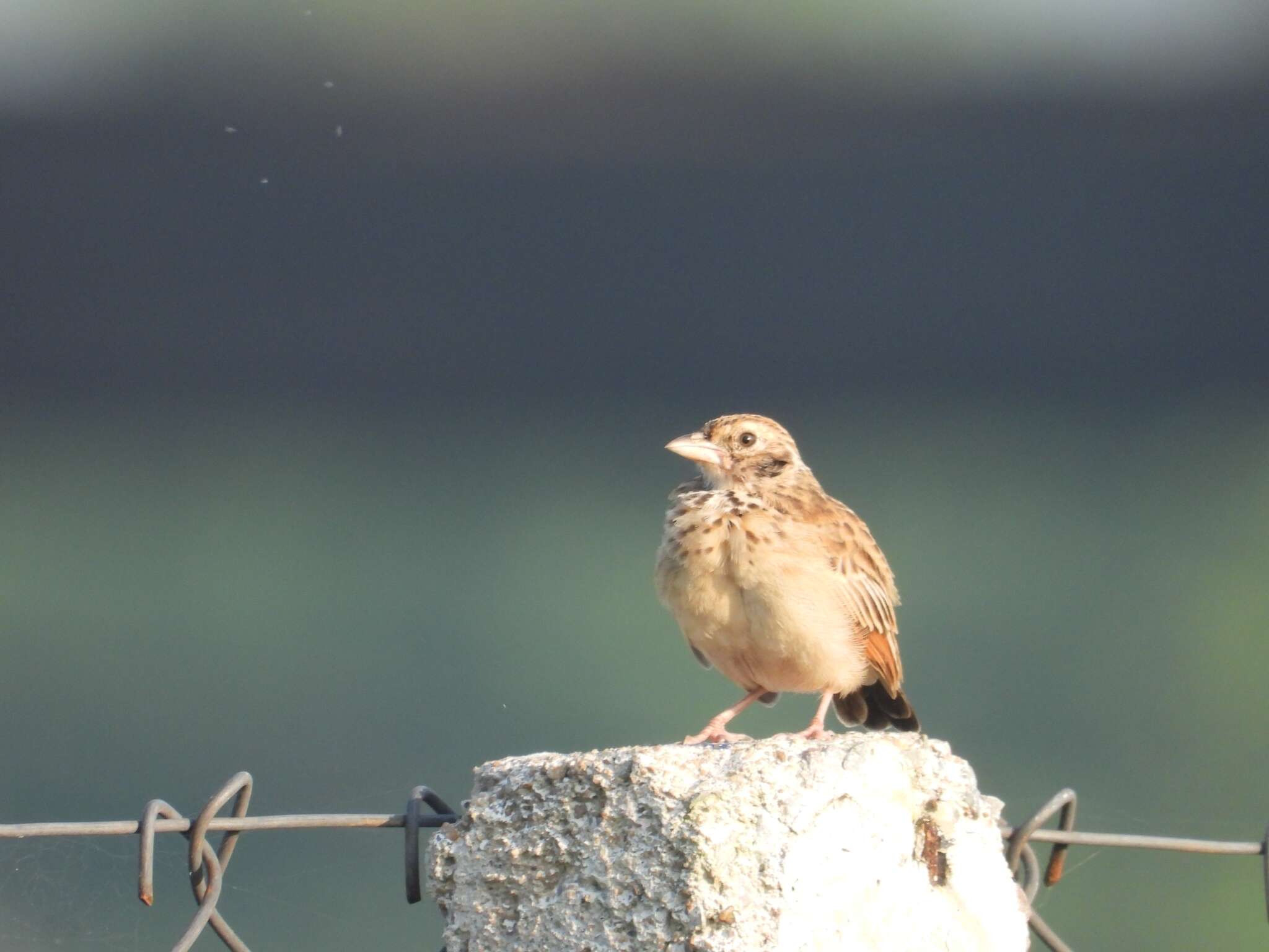 Image of Australasian Lark