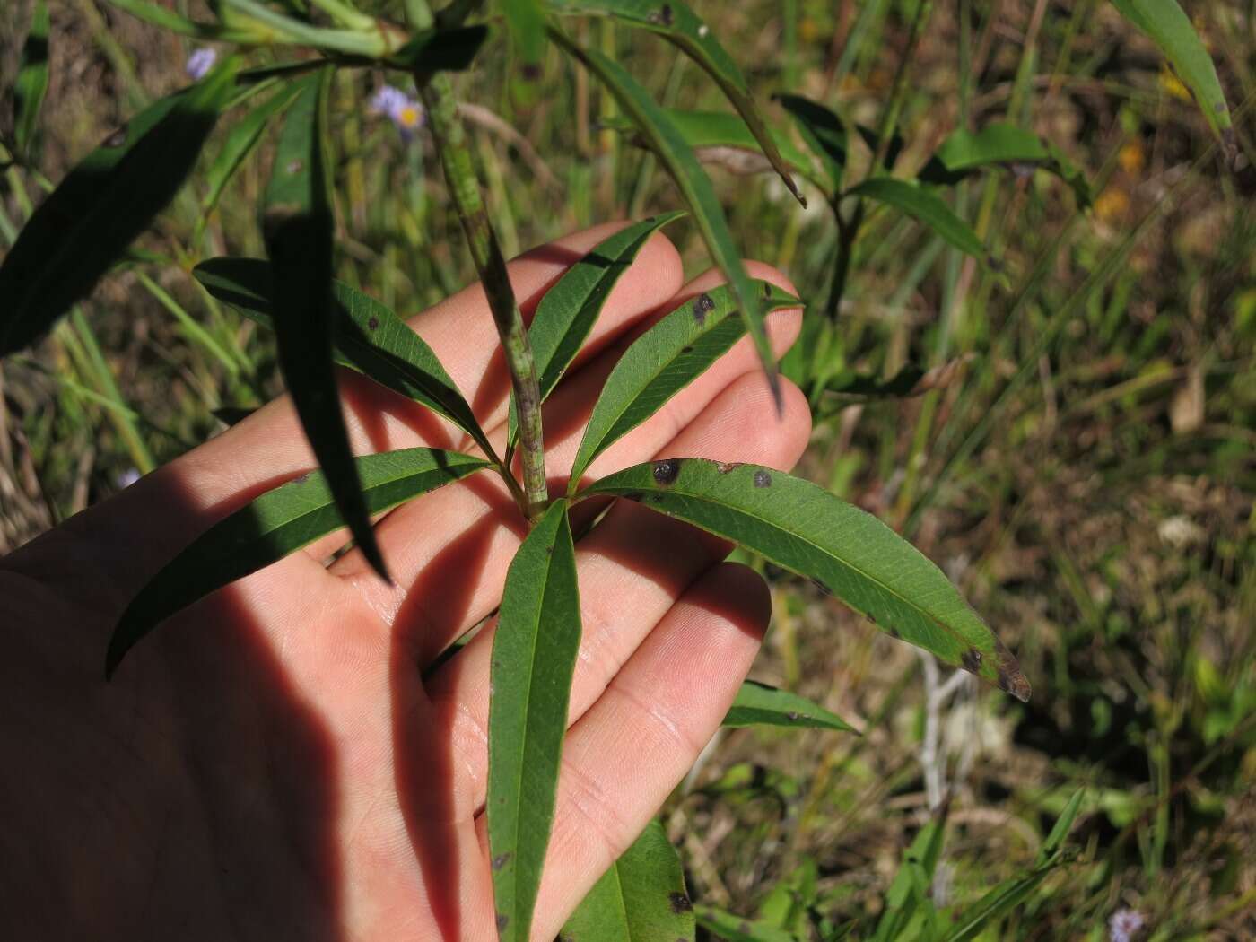 Image de Coreopsis tripteris L.