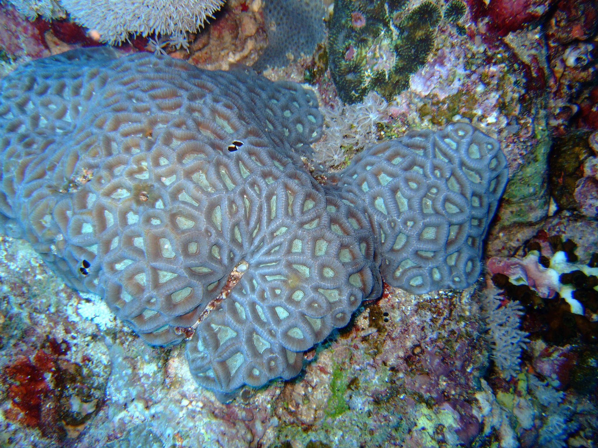 Image of larger star coral