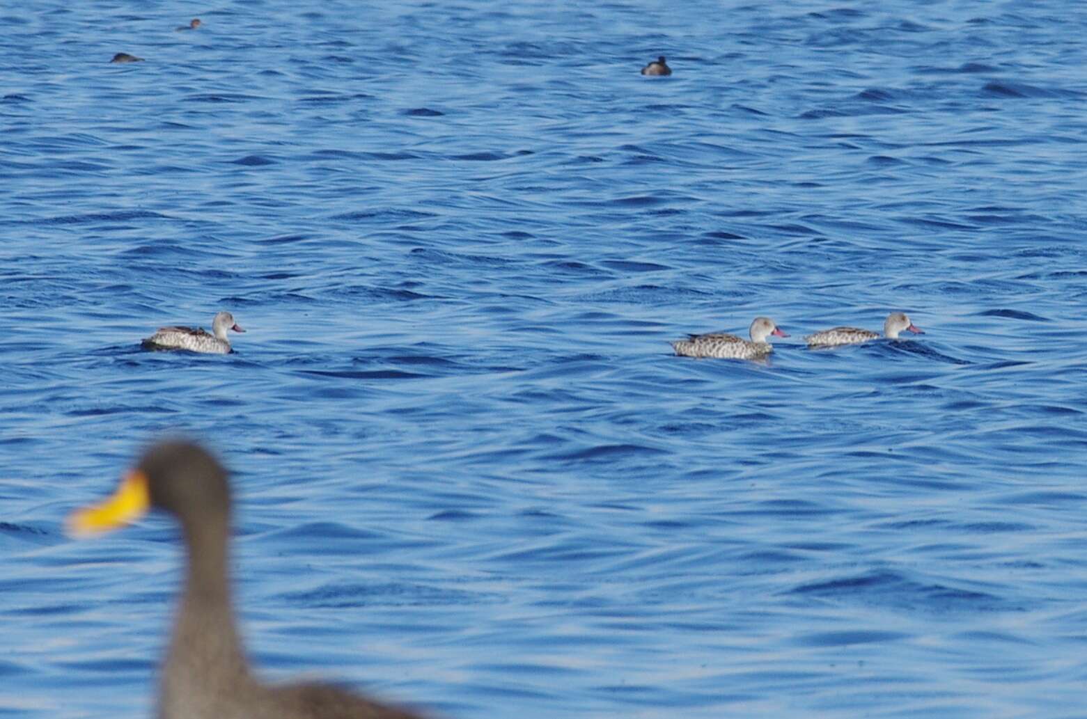 Image of Cape Teal