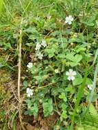 Image of Potentilla montana Brot.