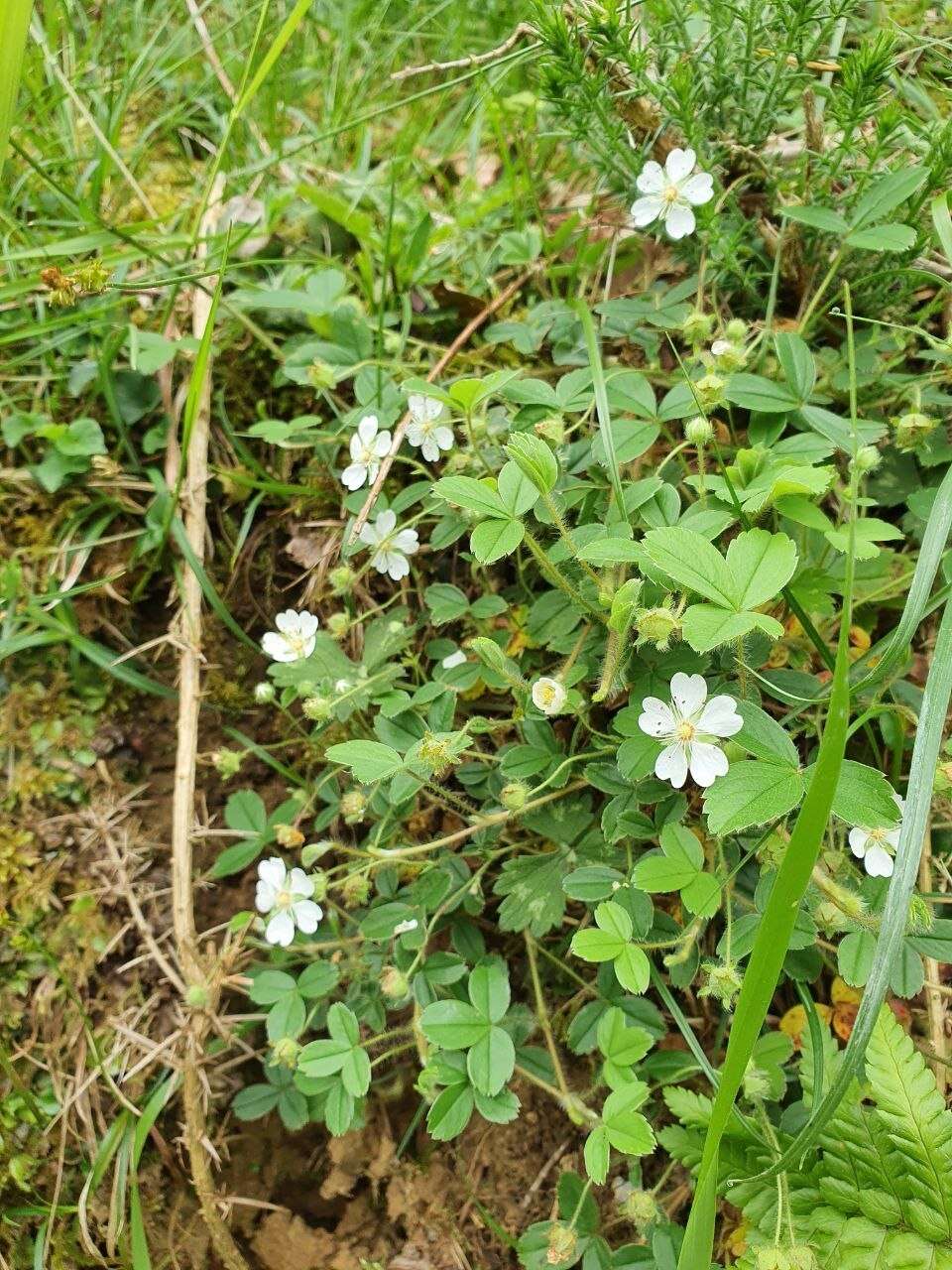 Image of Potentilla montana Brot.