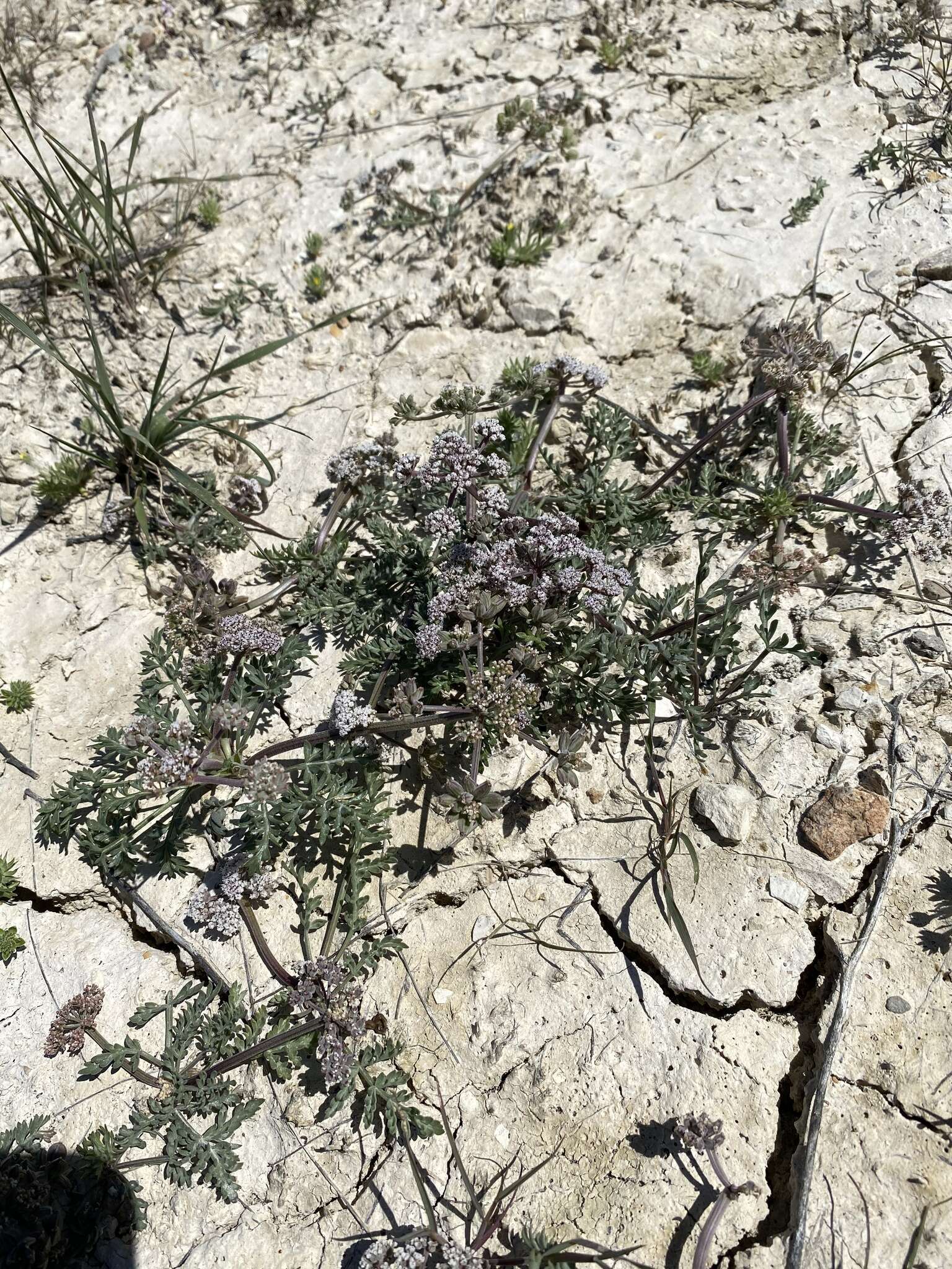 Image of bentonite desertparsley