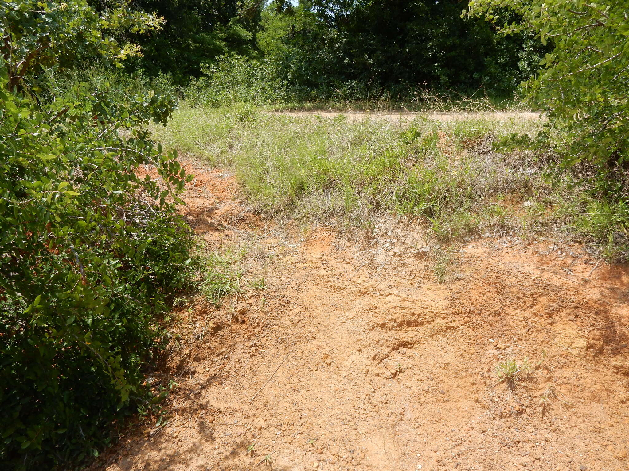 Image of narrowleaf pinweed