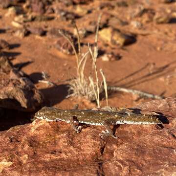 Image of Tesselated Gecko