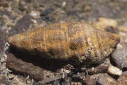 Image of Batillaria australis (Quoy & Gaimard 1834)