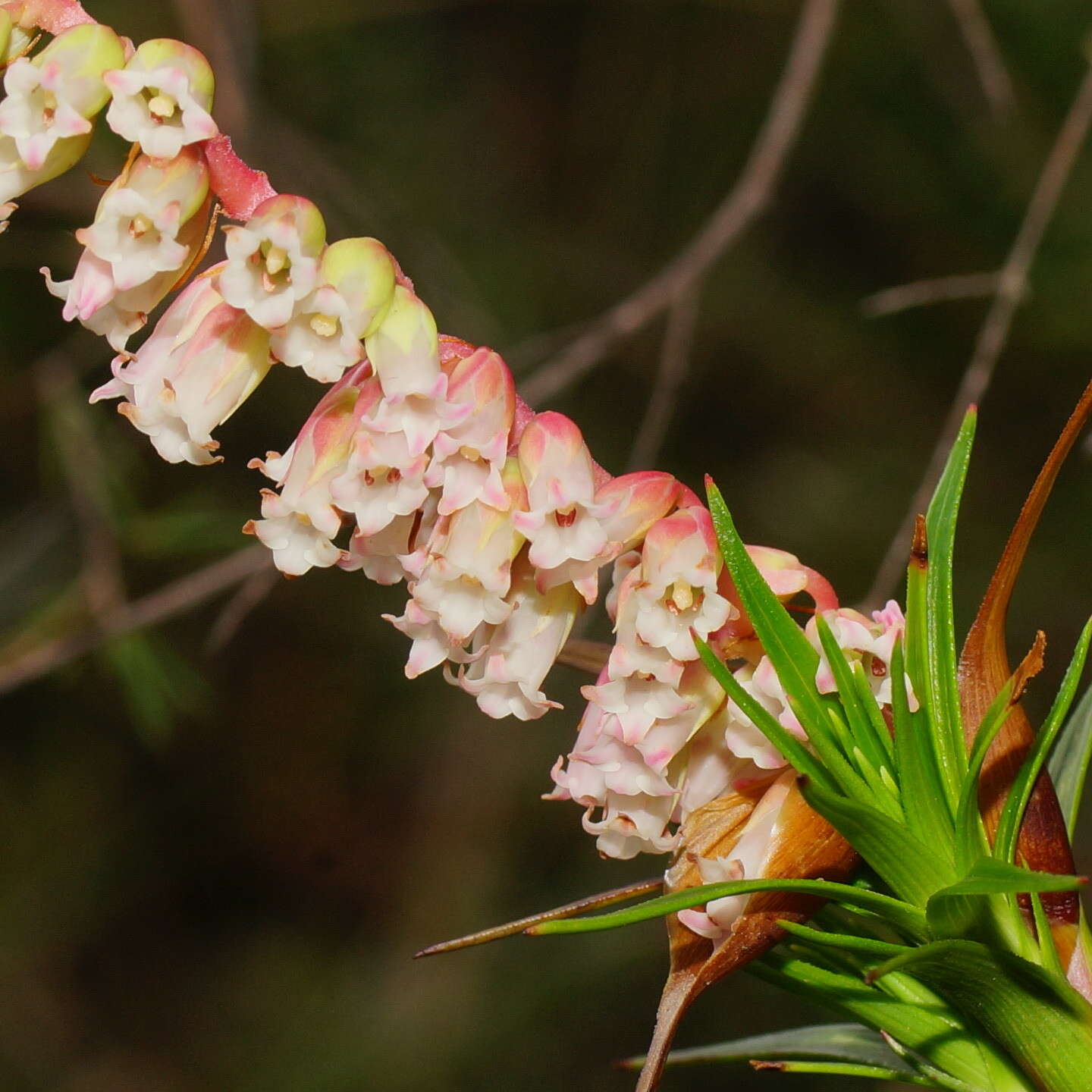 Image of Dracophyllum secundum R. Br.