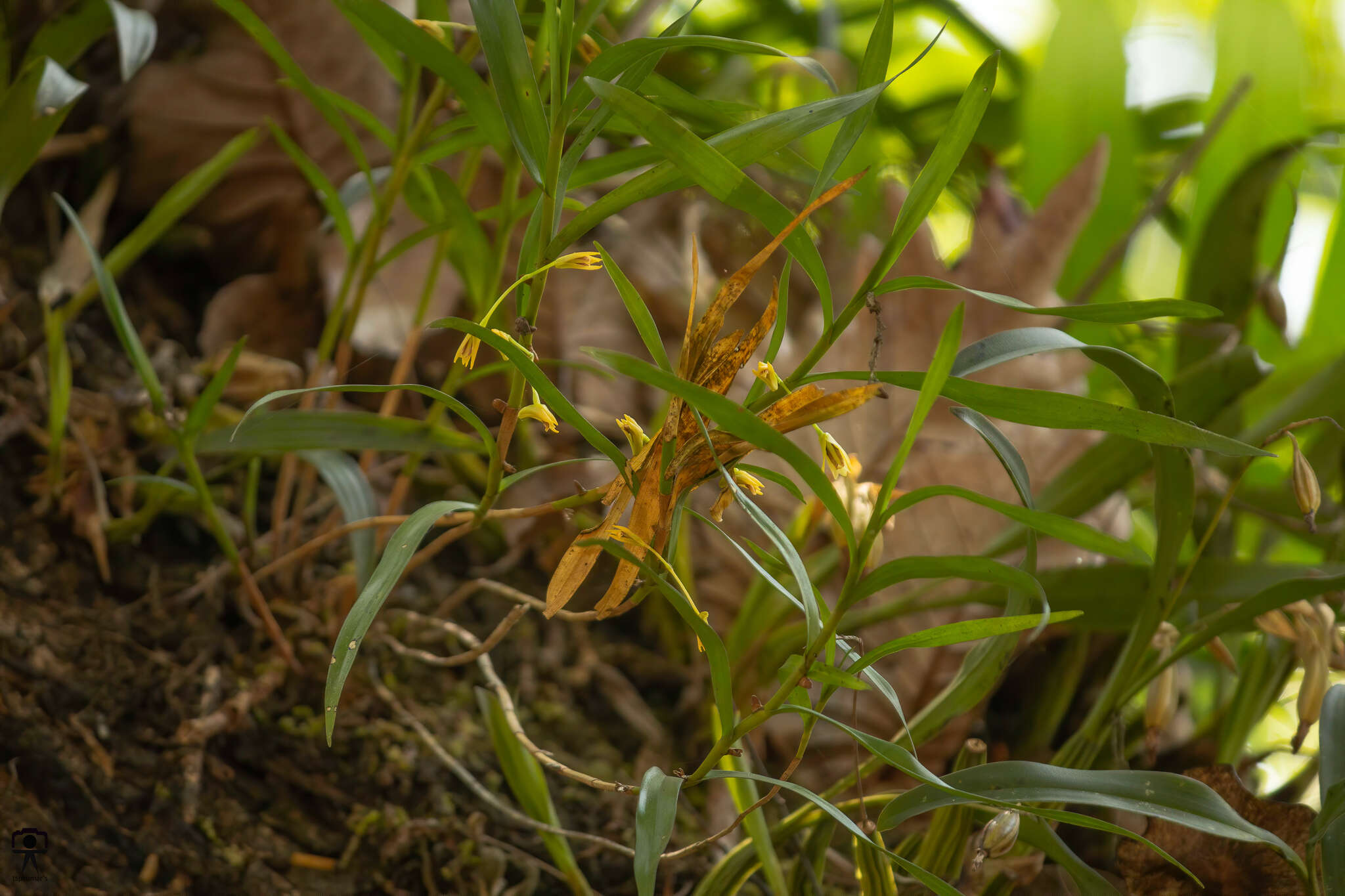 Imagem de Dendrobium salaccense (Blume) Lindl.