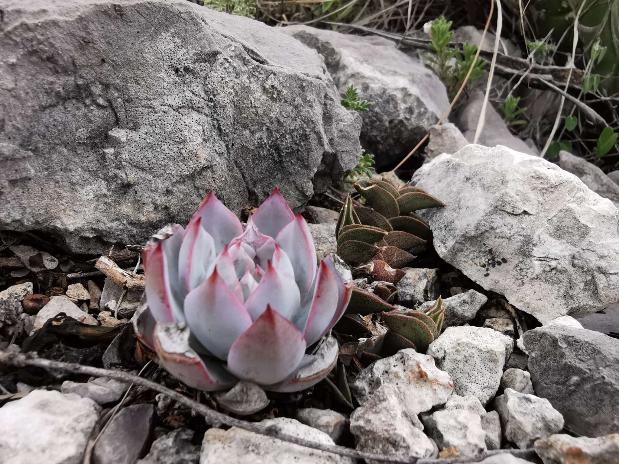 Image of Echeveria peacockii Croucher