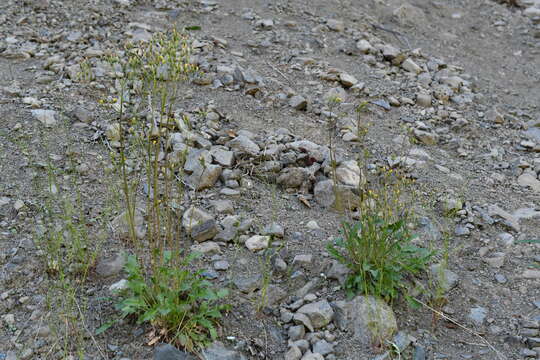 Image of Crepis multicaulis Ledeb.