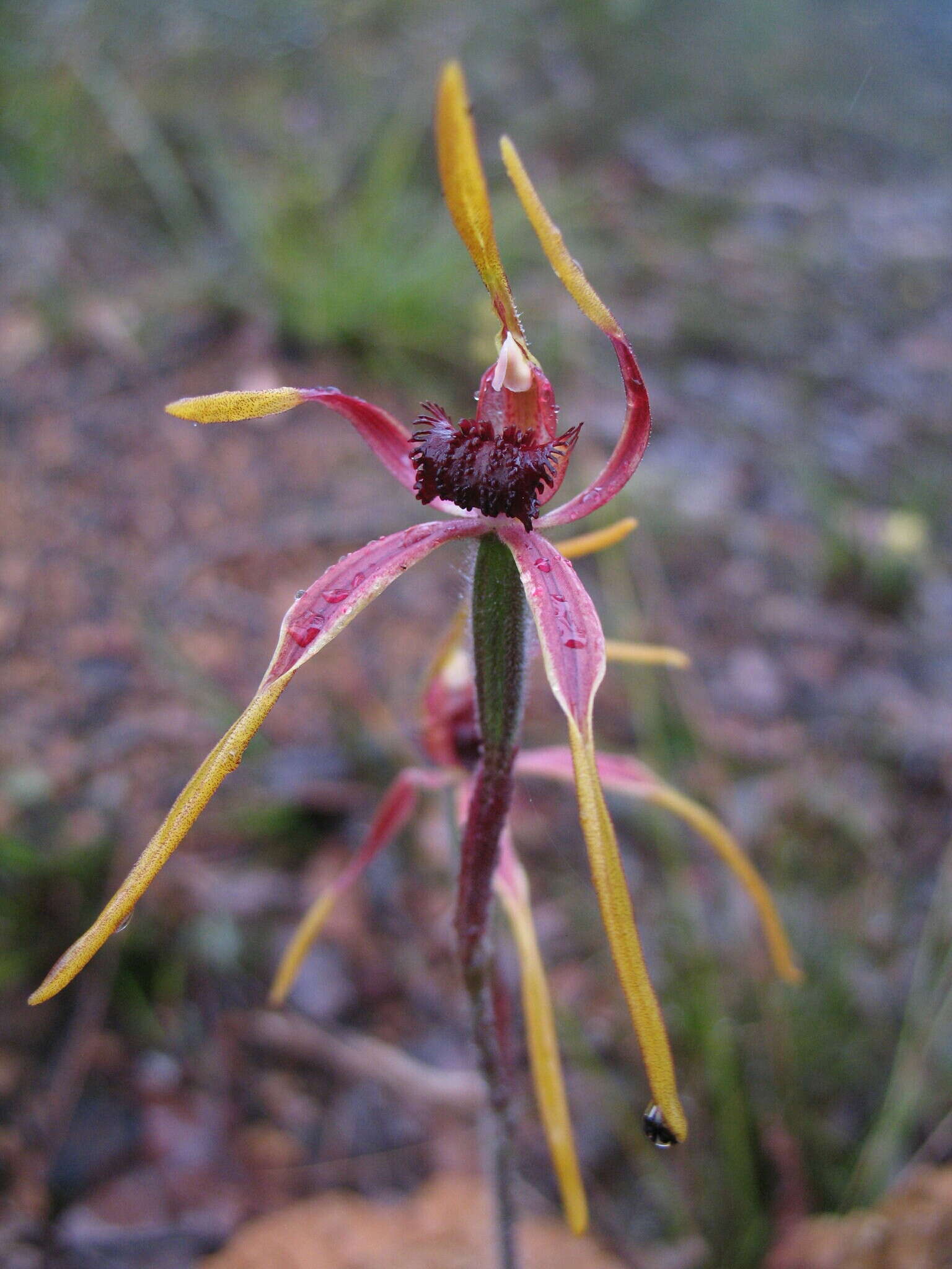 Image of Reaching spider orchid