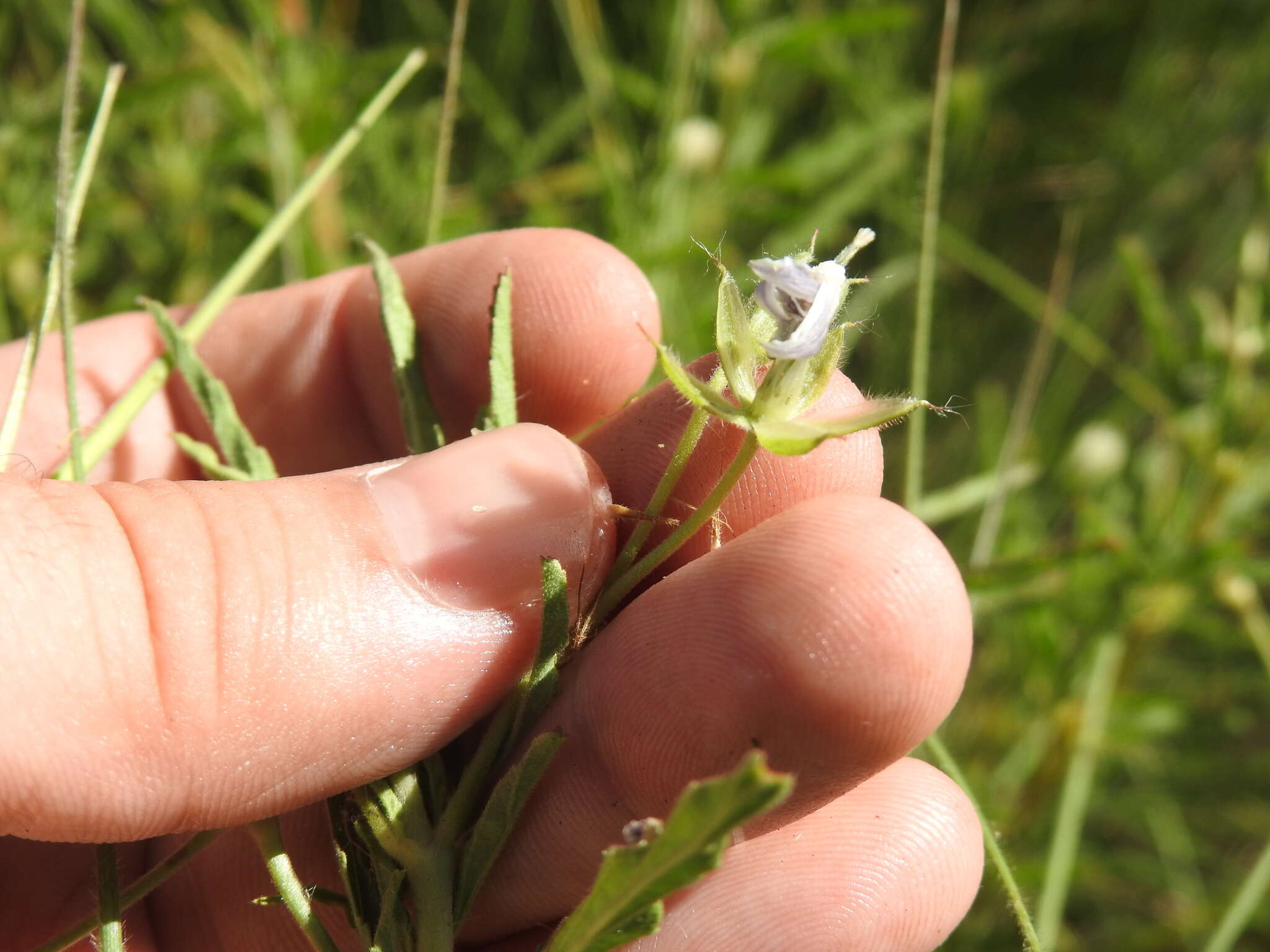 Image of Monsonia attenuata Harv. & Sond.