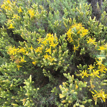 Image of California goldenbush