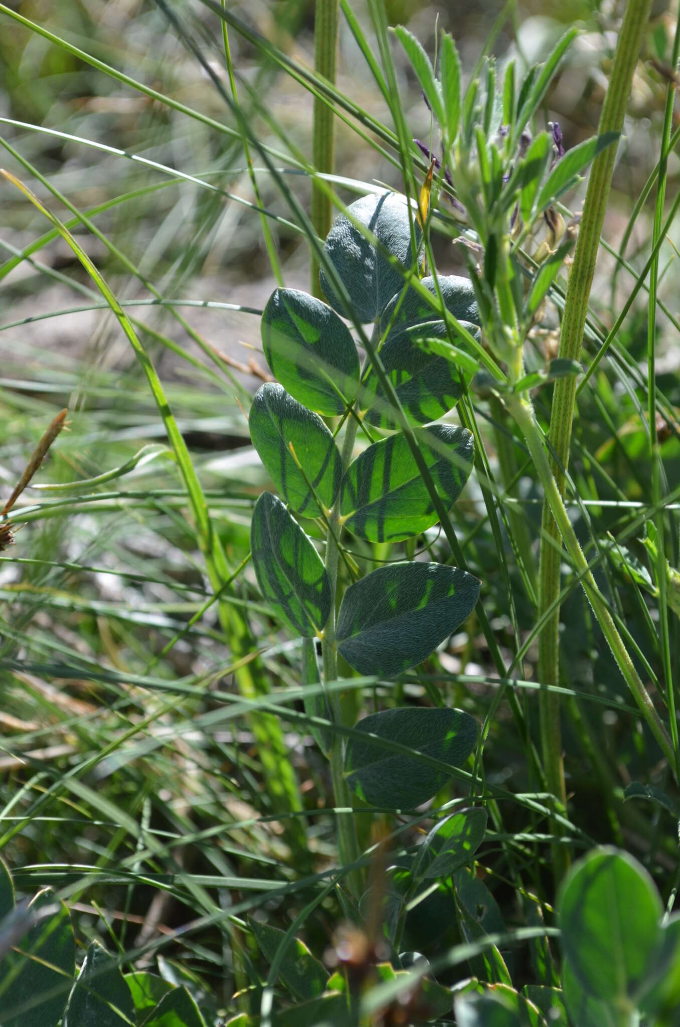 Imagem de Astragalus platyphyllus Kar. & Kir.