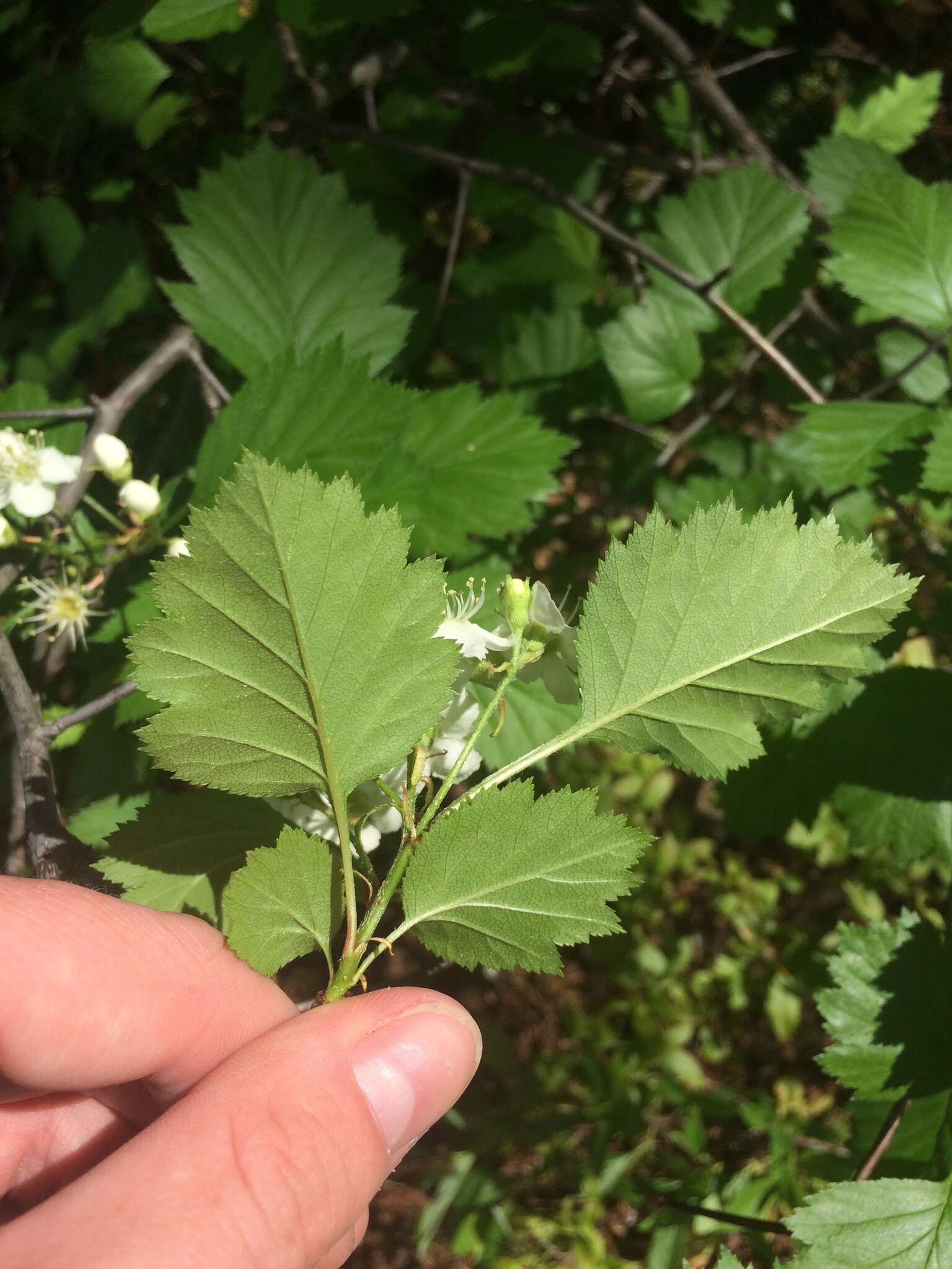 Image of Blanchard's hawthorn