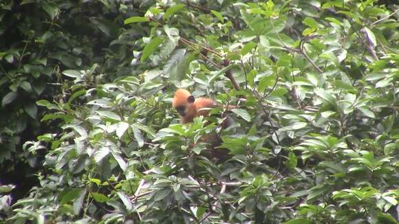 Image of Cat Ba Black Leaf Monkey