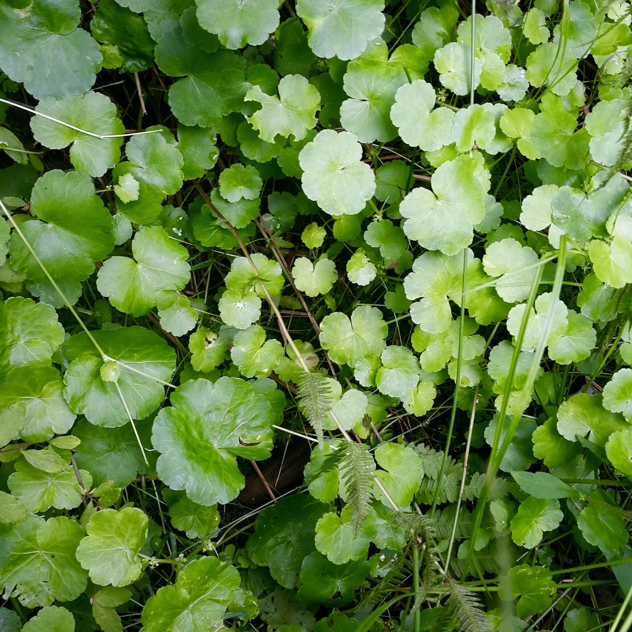 Image de Hydrocotyle americana L.