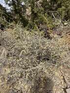 Image of desert myrtlecroton