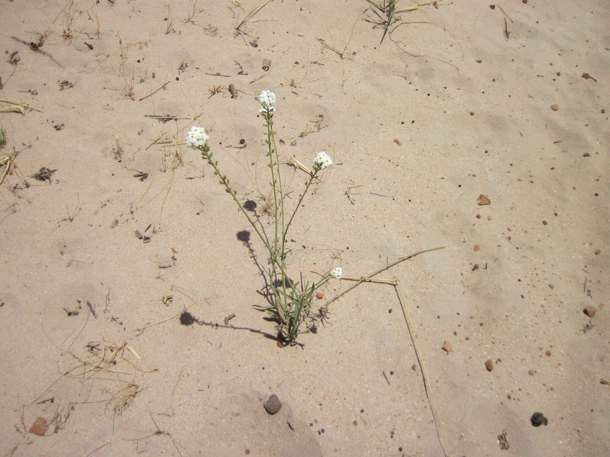 Image of Manulea altissima L. fil.