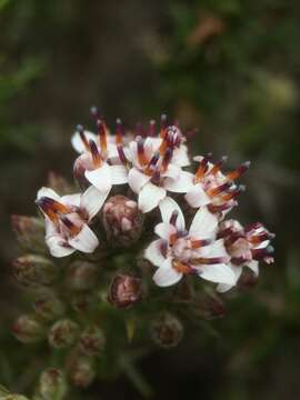 Sivun Oxyphyllum kuva