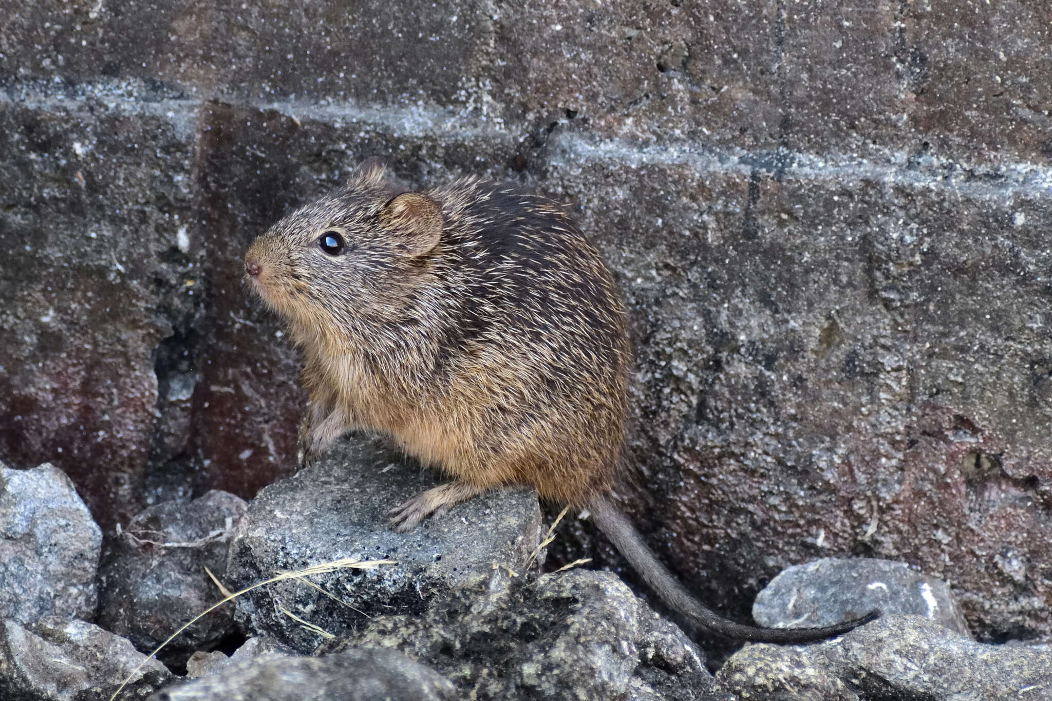 Image of tawny-bellied cotton rat