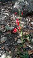 Image of Penstemon lanceolatus Benth.