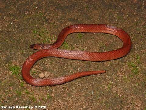 Image of Boie's Rough-sided Snake