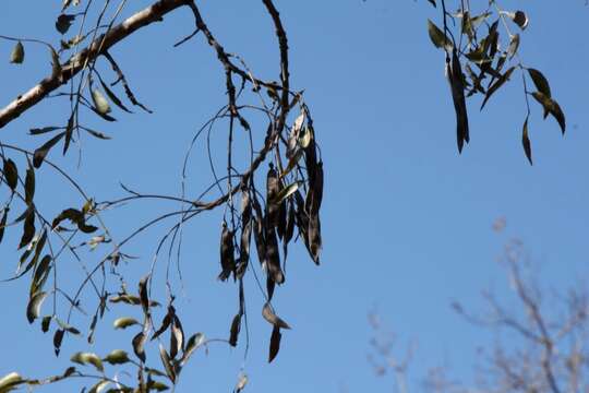 Image of Bolusanthus