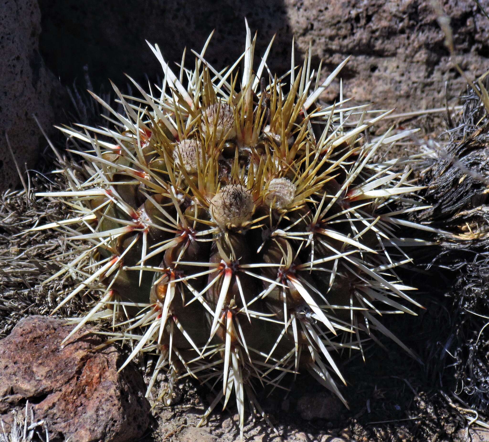 Image de Parodia mammulosa (Lem.) N. P. Taylor