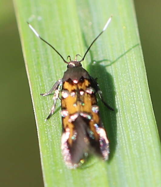 Image de Pancalia leuwenhoekella Linnaeus 1758