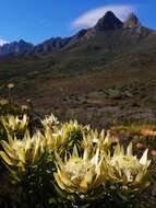 Image of Yellow bush