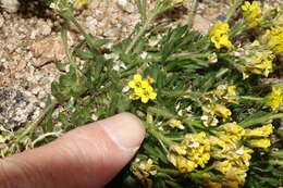 Imagem de Draba grayana (Rydb.) C. L. Hitchc.