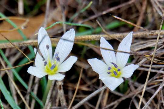 Image of Colchicum hungaricum Janka