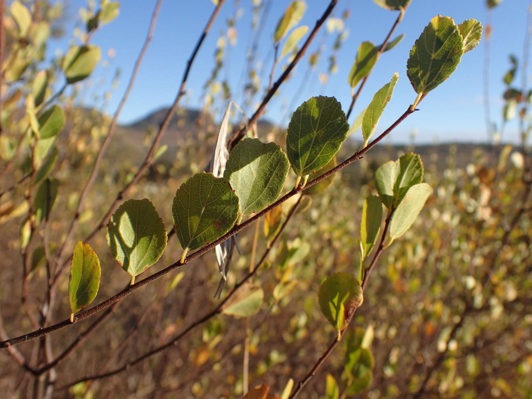 صورة Grewia vernicosa Schinz