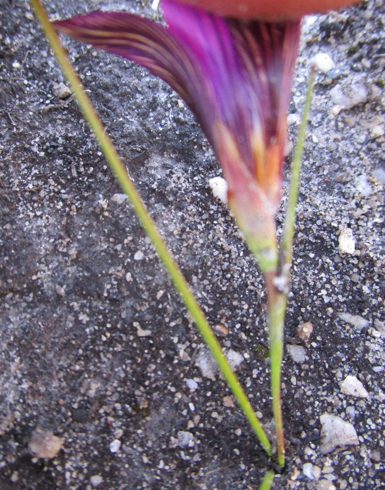 Image of rosy sandcrocus