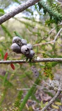 Image of dotted melaleuca