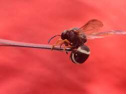 Euodynerus auranus (Cameron 1906)的圖片