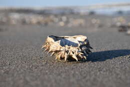 Image of lesser spider crab