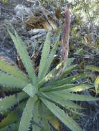 Agave xylonacantha Salm-Dyck resmi