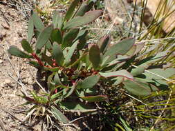 Image of Protea effusa E. Mey. ex Meissn.