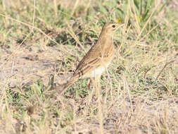 Image de Pipit du Vaal