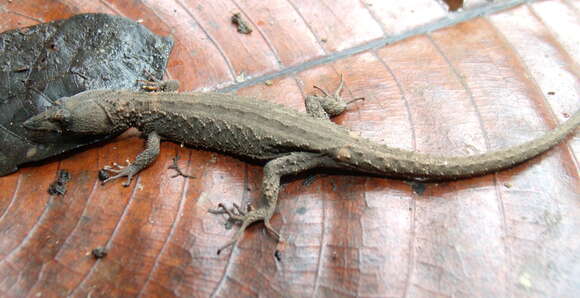 Image of Echinosaura panamensis Barbour 1924