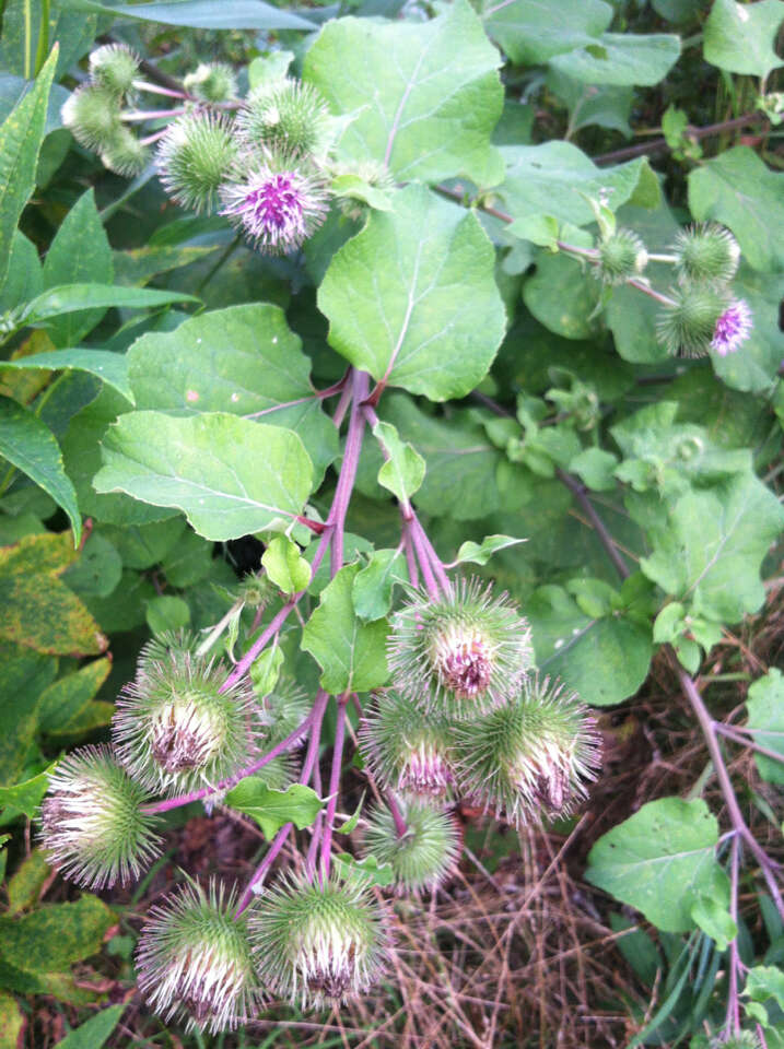 Image of greater burdock