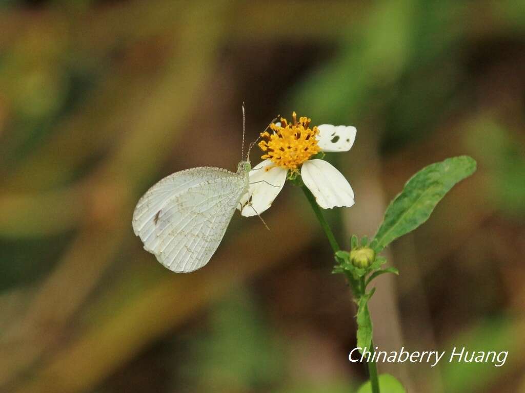 Image of <i>Leptosia nina niobe</i>