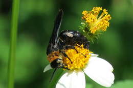 Image of Campsomeriella collaris (Fabricius 1775)