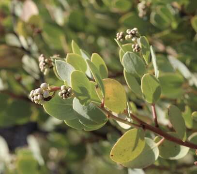 Sivun Arctostaphylos viscida subsp. pulchella (T. J. Howell) P. V. Wells kuva