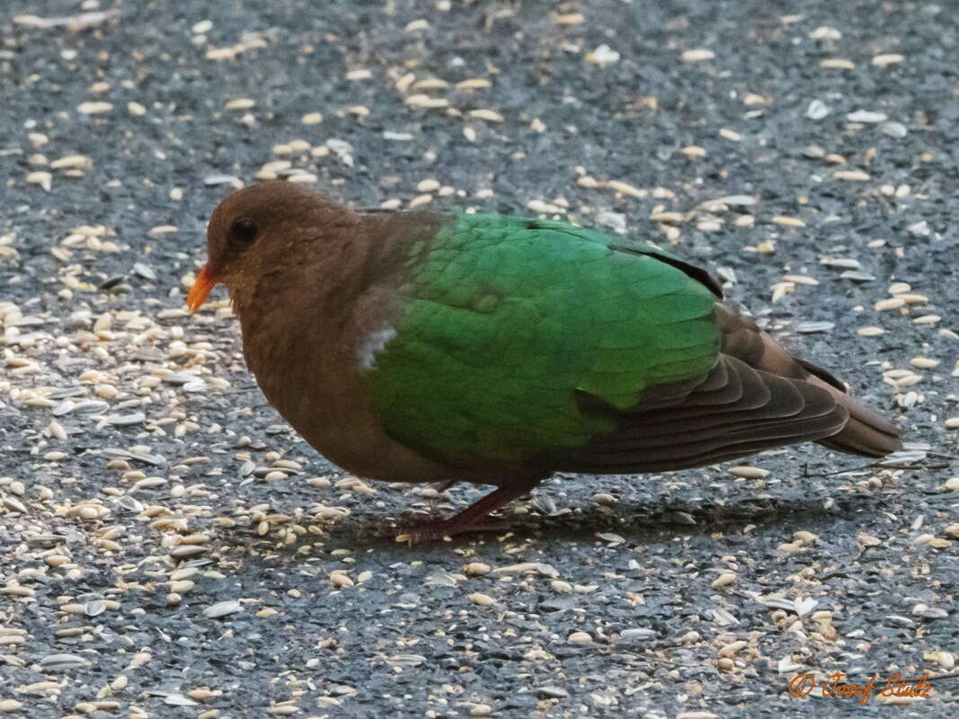 Sivun Chalcophaps longirostris Gould 1848 kuva