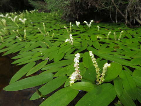 Image of Aponogeton desertorum Zeyh. ex Spreng.