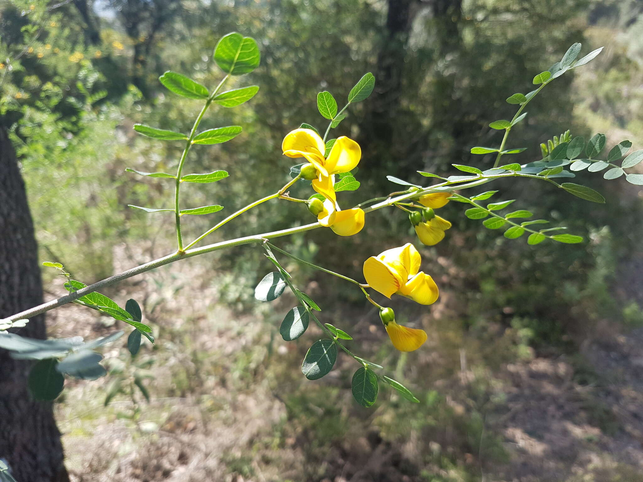 Слика од <i>Colutea arborescens</i> subsp. <i>hispanica</i> (Talavera & Arista) Mateo & M. B. Crespo